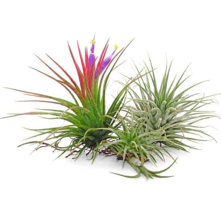Tillandsia ionantha mit Wurzeln auf hellem Grund