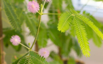 Sensitive Plant In A Bloom