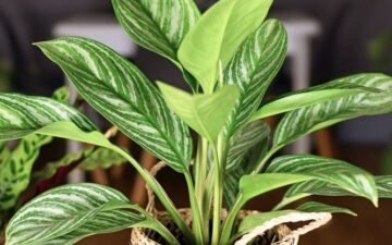 Chinese Evergreen In A Pot